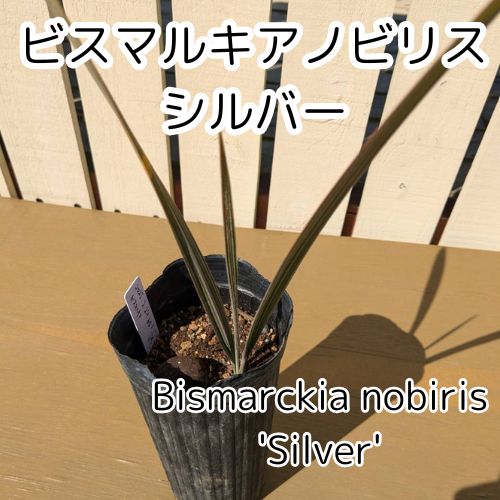 Bismarckia nobilis