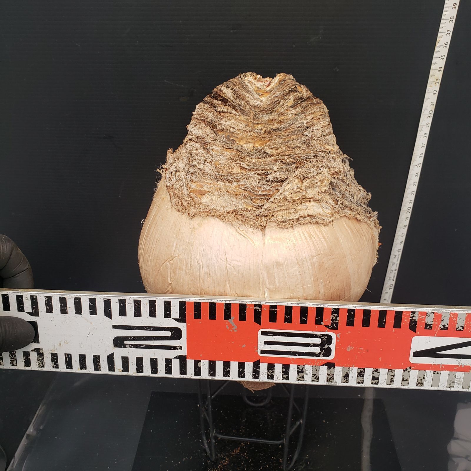 Z409 最新到着 Boophane ハエマンソイデス 現地球 抜き苗 球根植物 ブーファン ハエマンソイデス