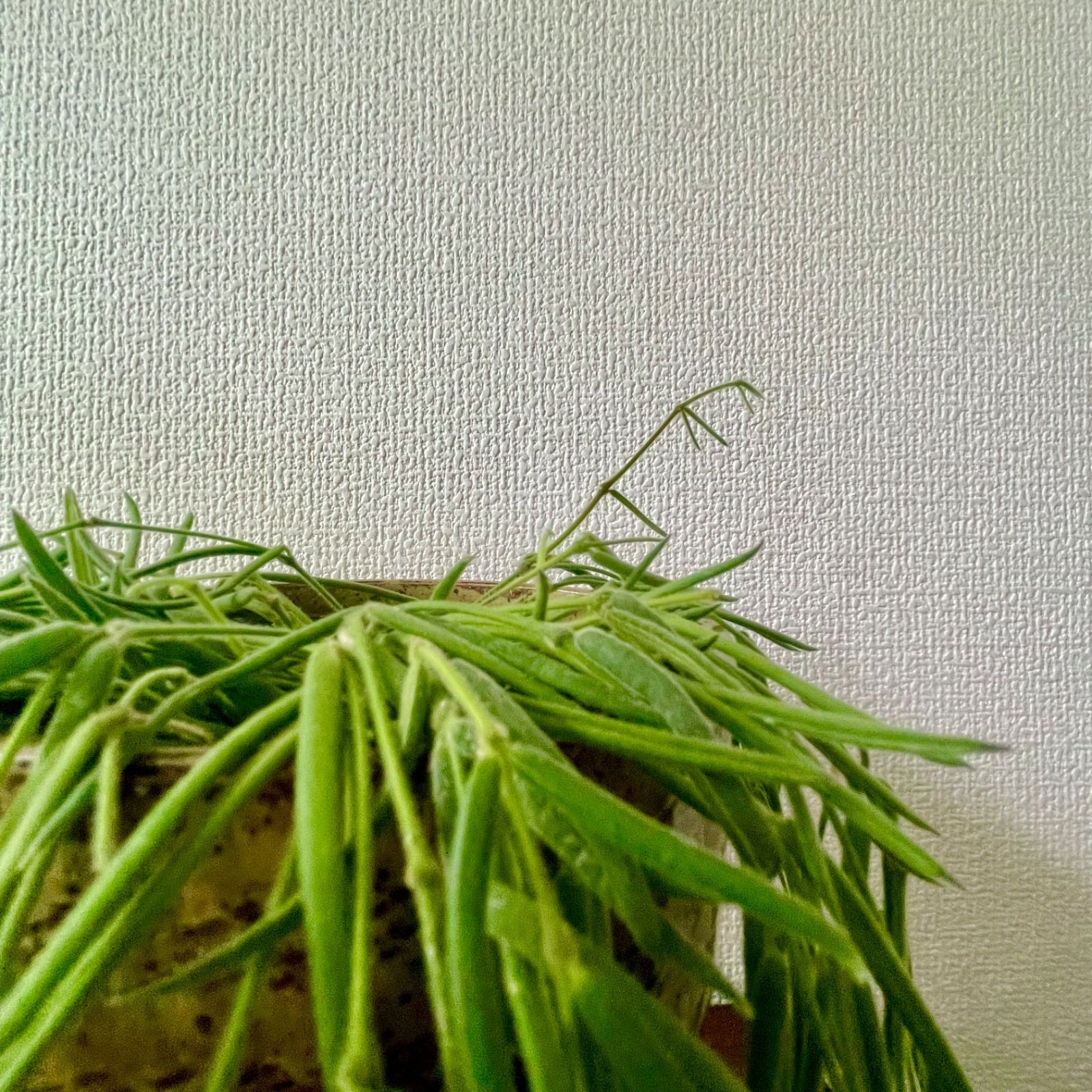 ホヤ リネアリス【挿し木セット完了苗】 - ことり植物研究所 - メルカリ