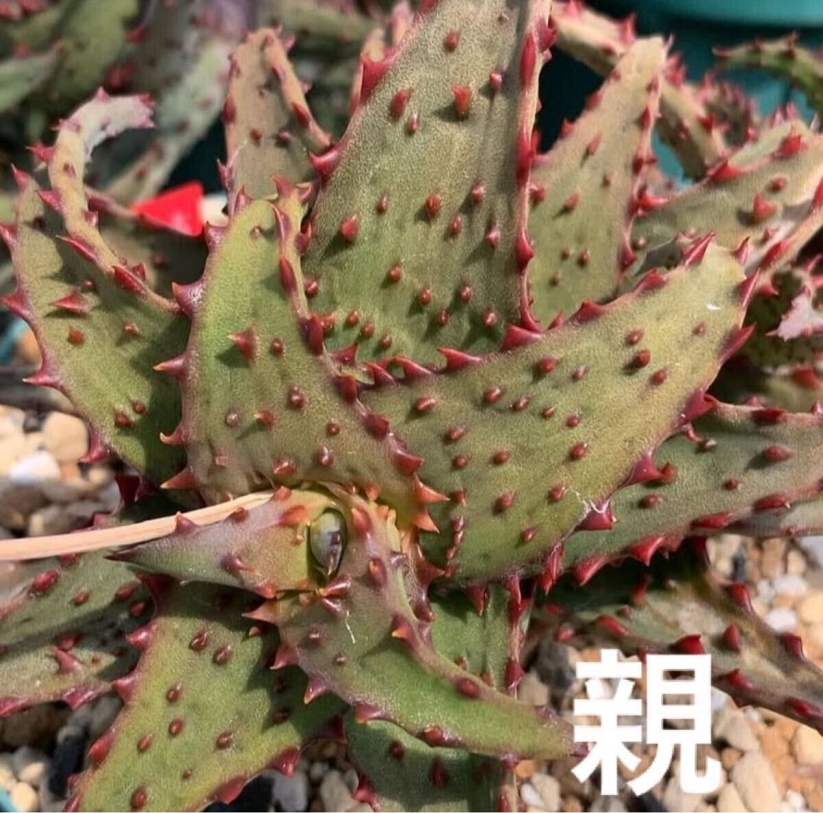 アロエ　カスティロニアエ　強棘 Aloe castilloniae アロエ カスティロニアエ 大型強棘タイプ カット苗