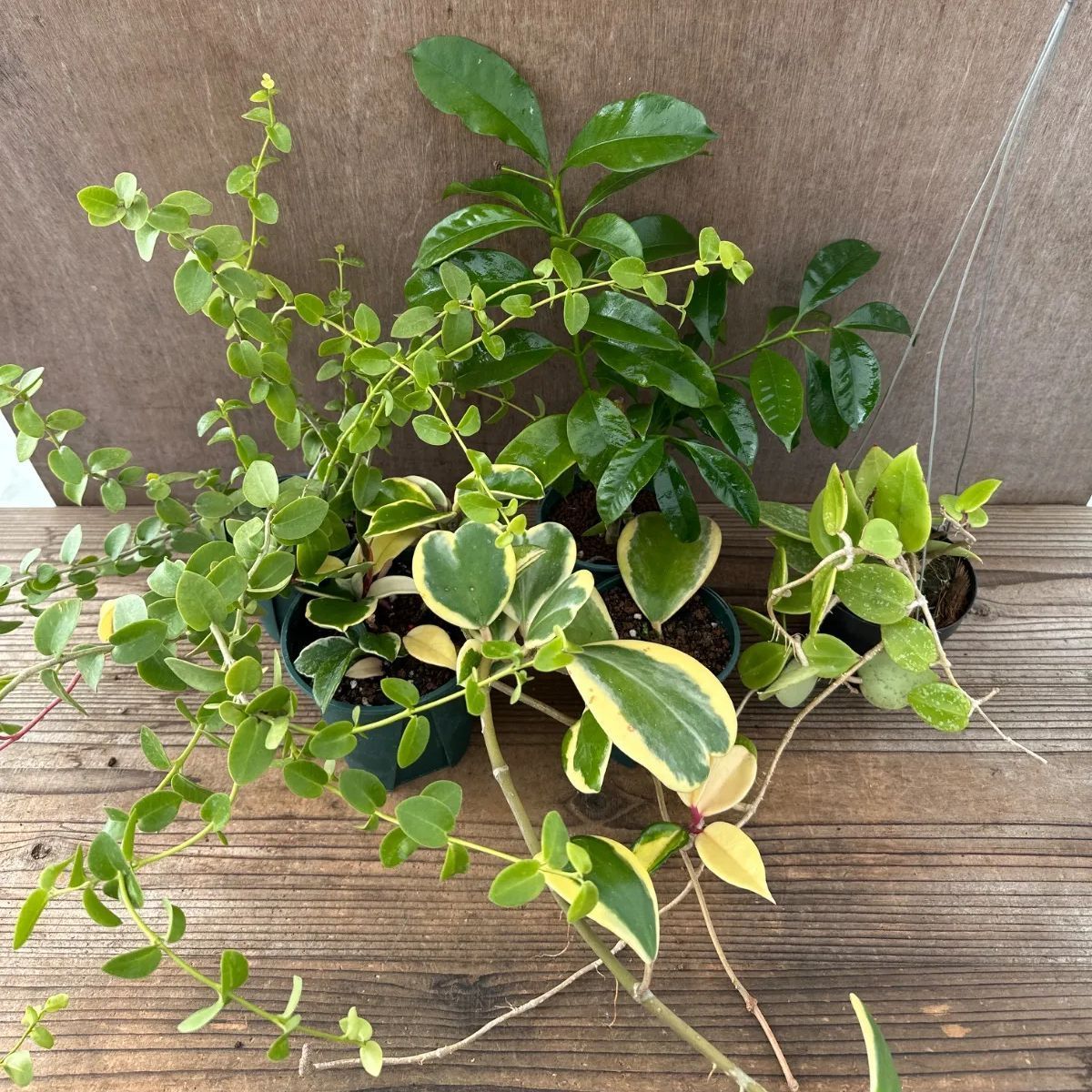 ホヤ 5種セット サクララン 桜蘭 斑入り 斑 現品 観葉植物 観葉