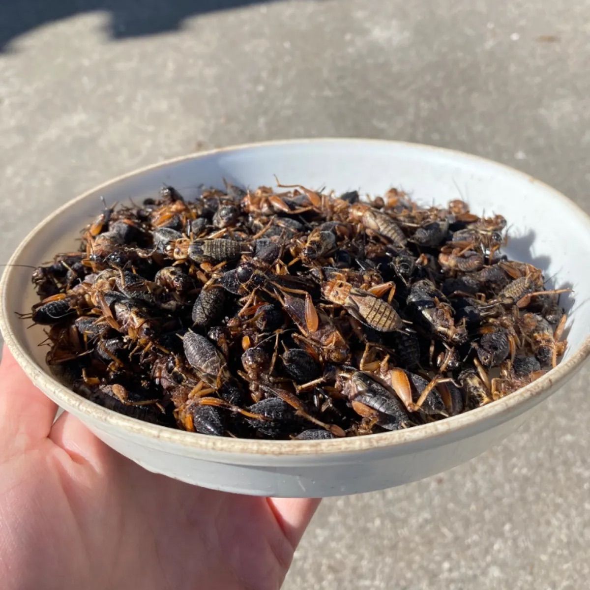 ★クロア商品★1kg冷凍コオロギM・Lサイズフタホシコオロギ 冷凍フタホシコオロギ MS 約2100匹入り | 冷凍昆虫 | SAfarm