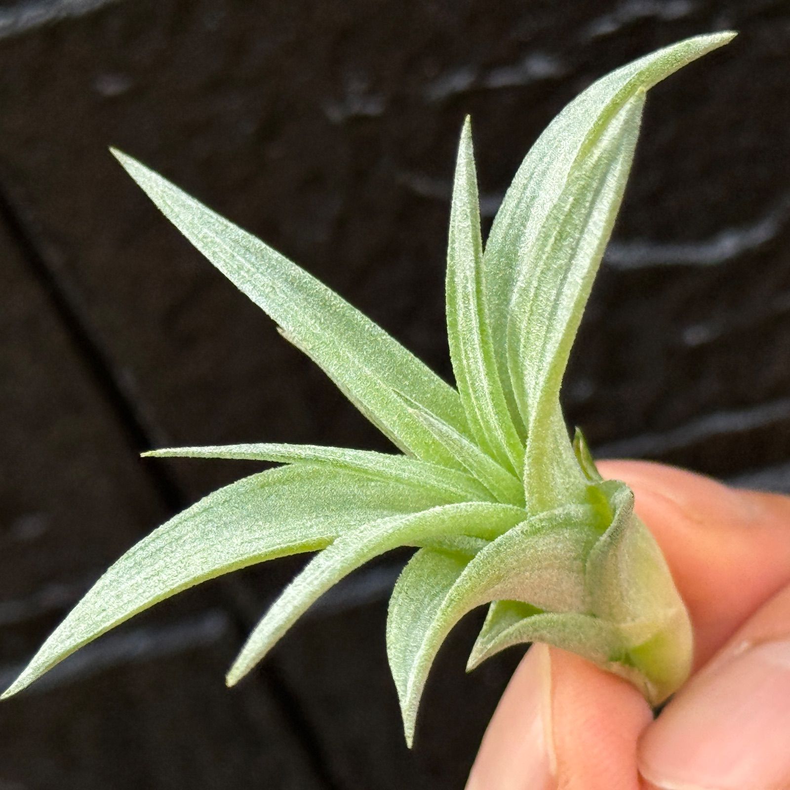 子株＊ チランジア ハリシー×(キセログラフィカ×ブラキカウロス