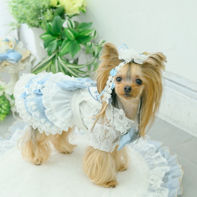 犬服 ワンピース CanNana 【きゃんナナ】アリスエプロンワンピース 7月