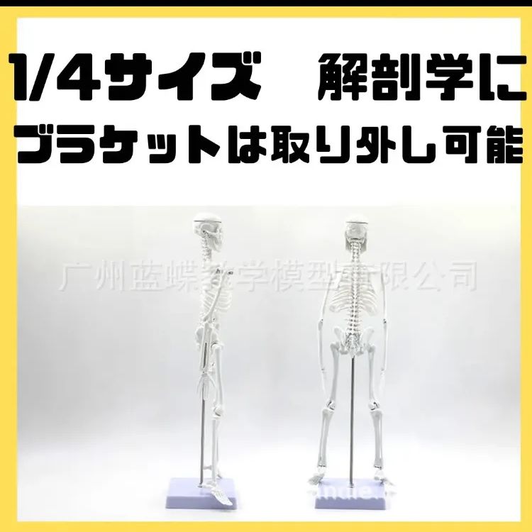 人体 骨格 標本 模型 45cm 1 4サイズ 骨格医学教材 解剖 自由研究 - 看護