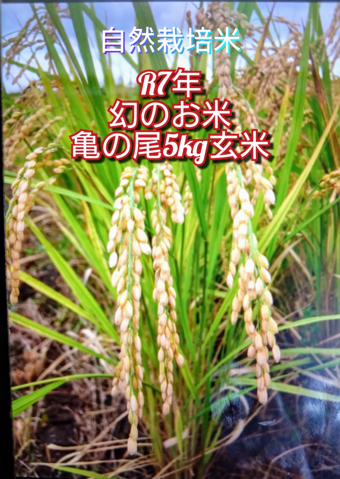 令和7年 自然栽培米 亀の尾5kg玄米