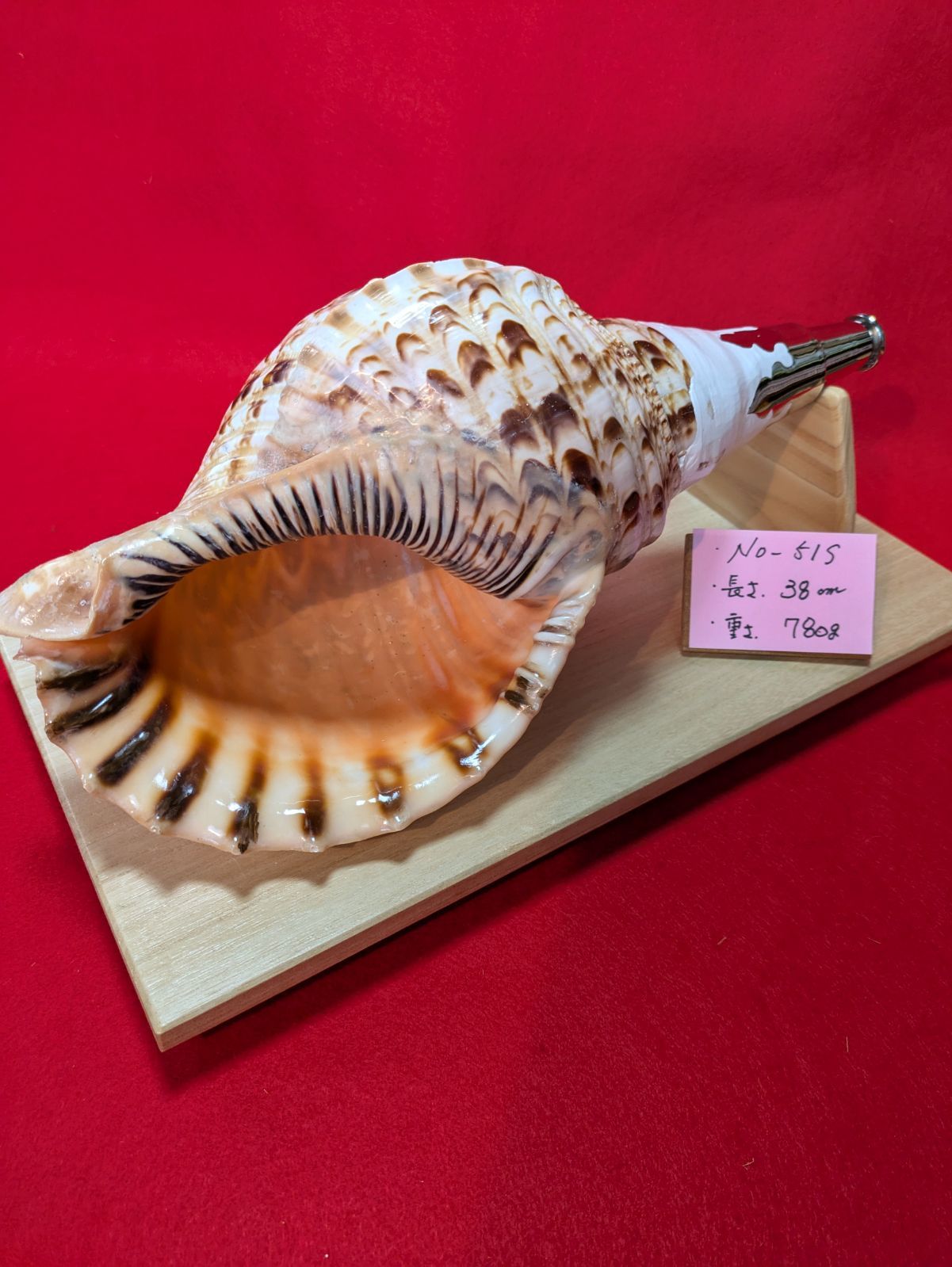 法螺貝ＮＯ−５１Ｓ ホラ貝、和楽器、和太鼓 修験道 法螺貝NO−51S、ホラ貝、和楽器、和太鼓、修験道 - メルカリ
