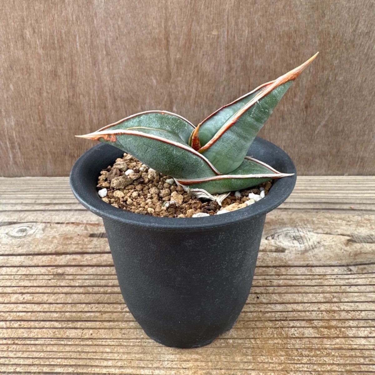 サンスベリア エレンベルギー バナナ サンセベリアバナナ Sansevieria 