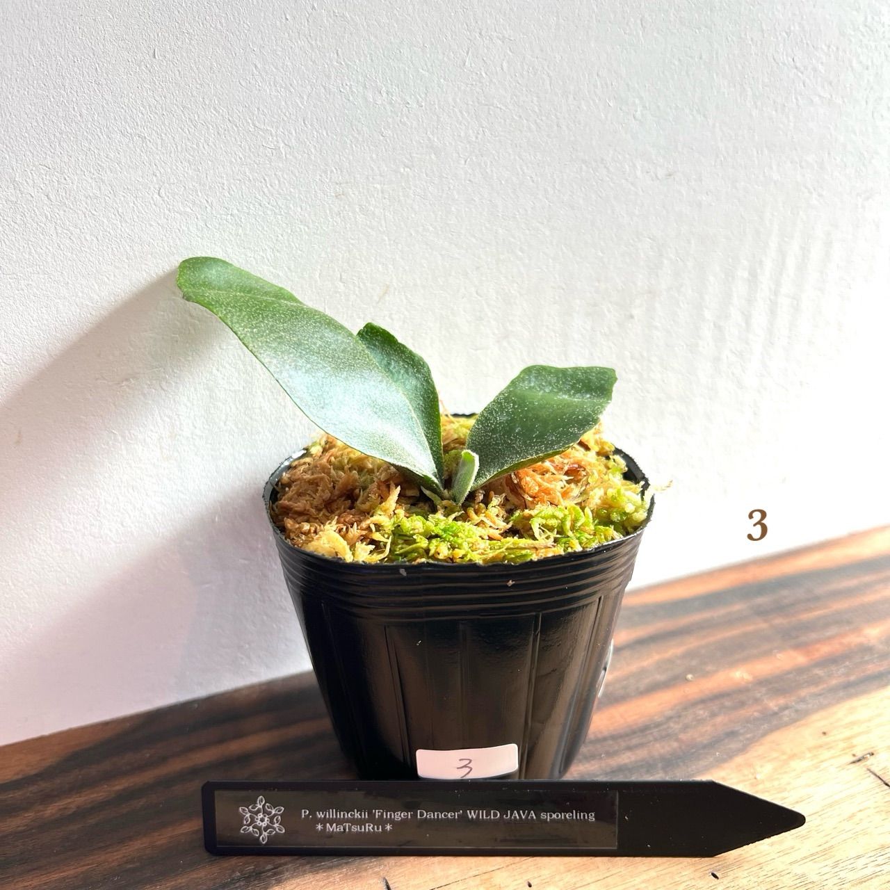 P. willinckii 'Finger Dancer' WILD JAVA ウィリンキーフィンガー