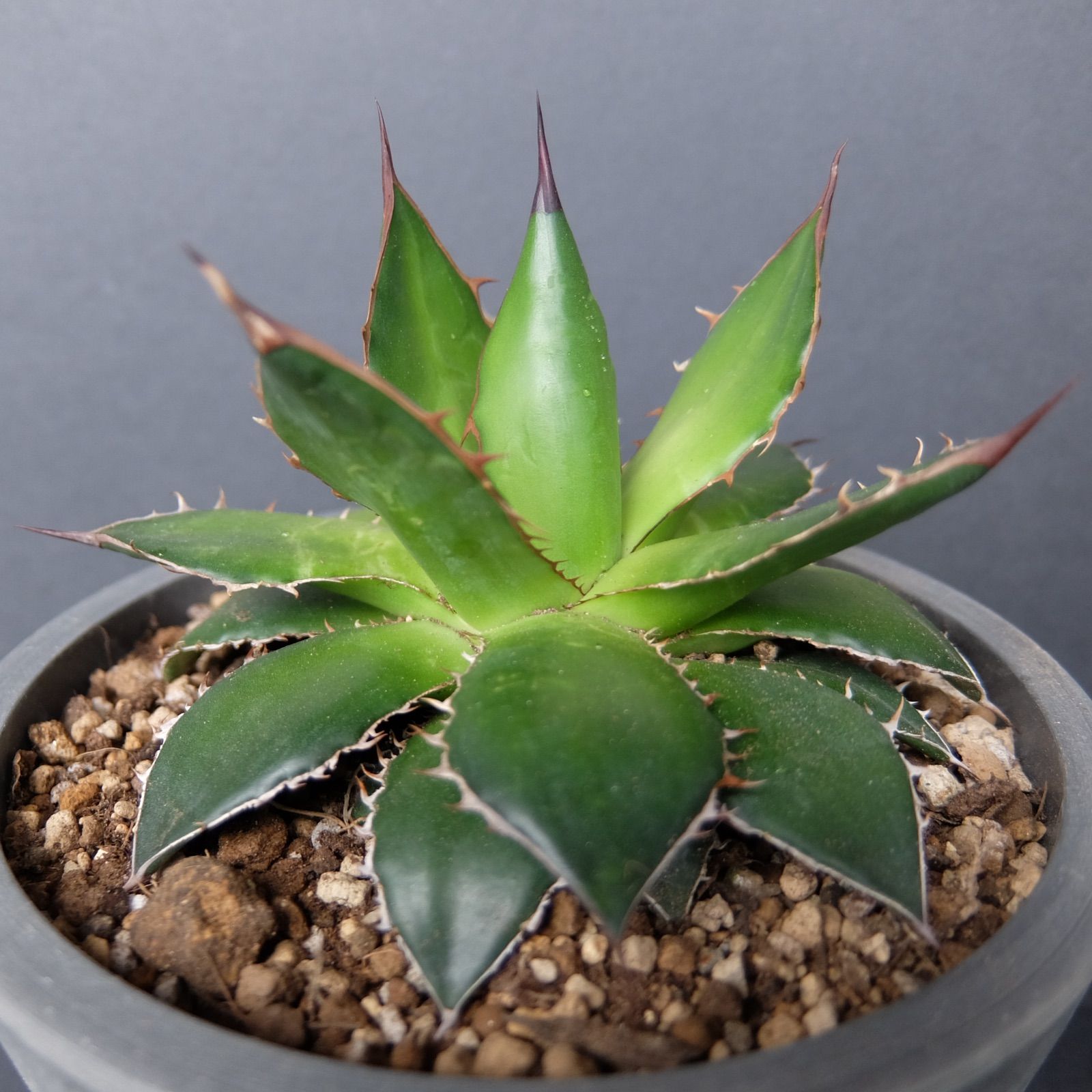 アガベホリダ極上株　Agave horrida No.AHRD023 アガベホリダ極上株 Agave horrida No.AHRD023 Agave horrida
