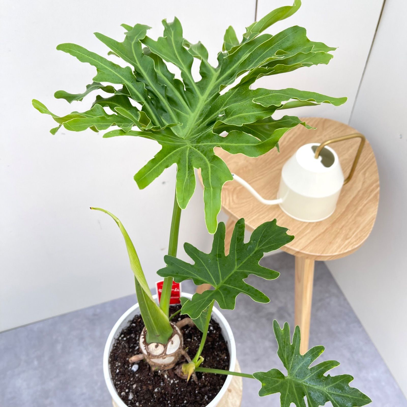 フィロデンドロン セローム 根上がり 2【現品】観葉植物 室内 6号
