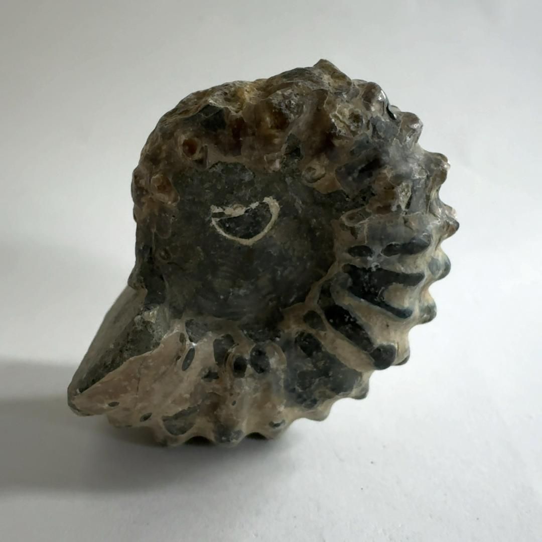 ドウビレイセラスアンモナイト アンモナイト(ドゥビレイセラス)化石 117g｜天然石 原石 通販