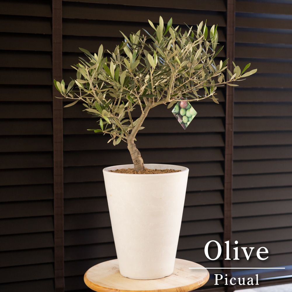 オリーブの木　ピクアル　植物　盆栽　インテリア オリーブの木 ピクアル 植物 盆栽 インテリア