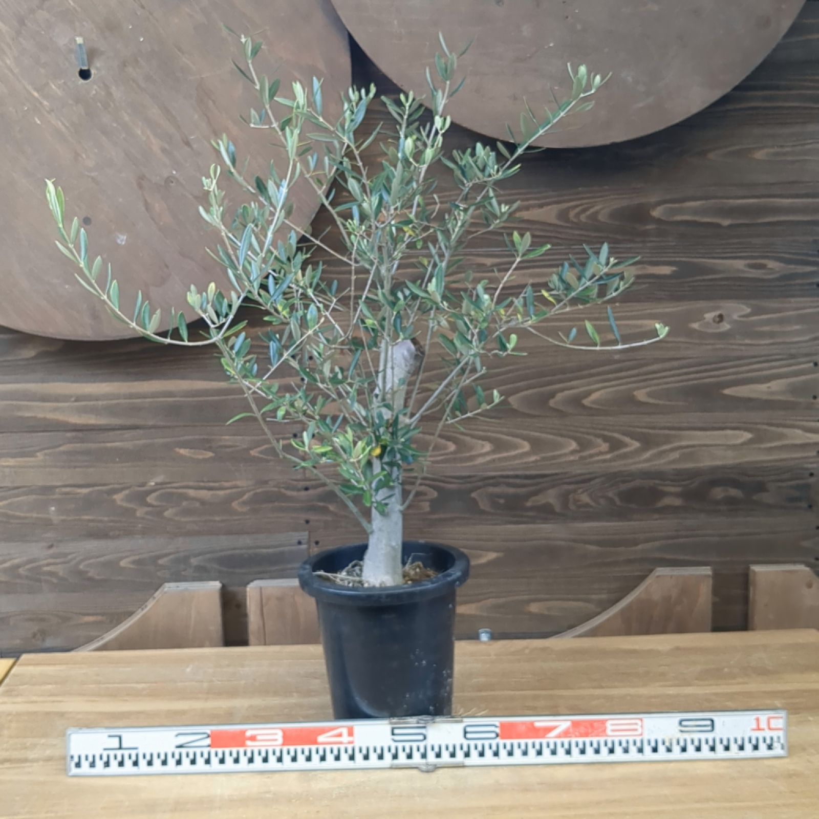 オリーブ 古木 小豆島産【 約5年物 】鉢のまま発送 - メルカリ