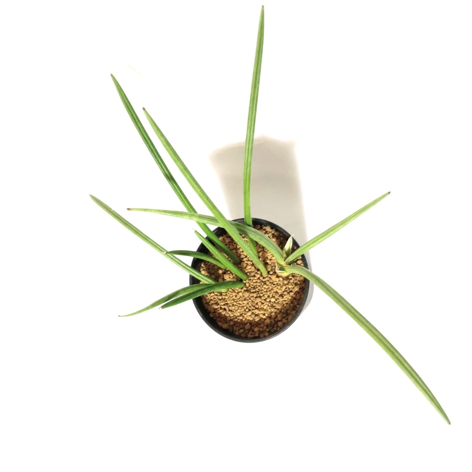 サンスベリア カナリキュラータ sansevieria canaliculata - メルカリ