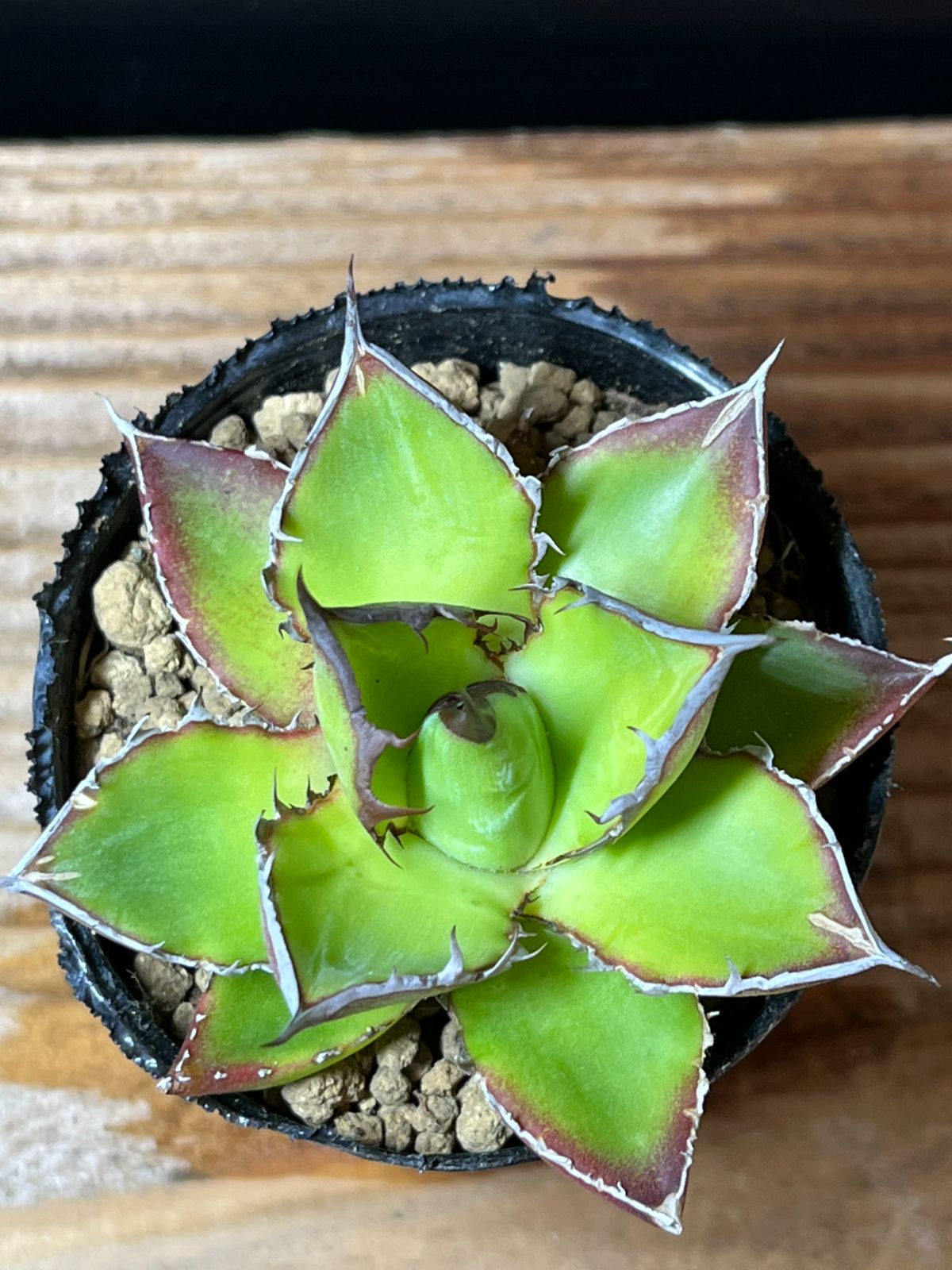 アガベ・ホリダ　ライムグリーン　希少 アガベ・ホリダ ライムグリーン 希少