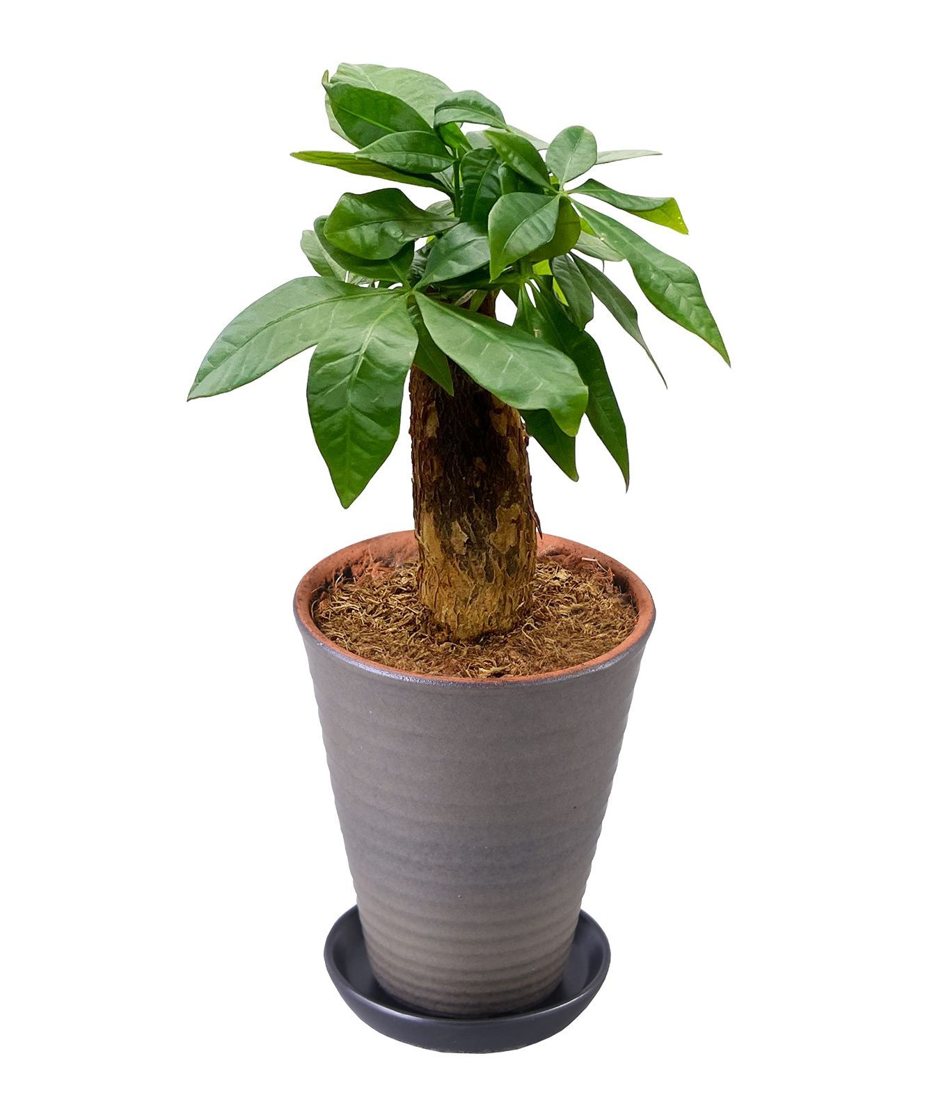 花のギフト社 パキラ 観葉植物 本物 おしゃれ ぱきら ミニ観葉植物 ミニ パキラの木 観葉 植物