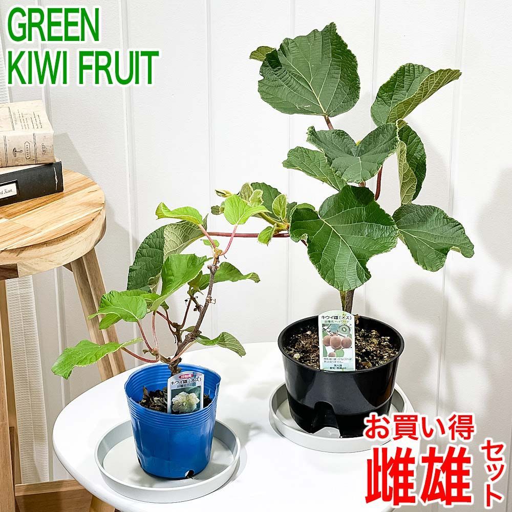 レッドキウイフルーツ雌雄苗木セット バイエル 