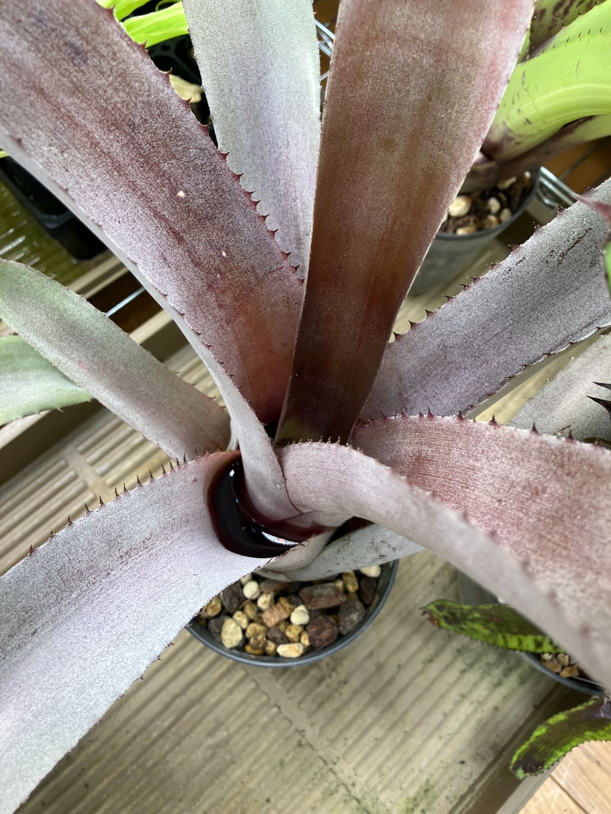 エクメア ムルフォーディ マルバ　1 エクメア・ムルフォーディ【マルバ】 Aechmea mulfordii 'Malva