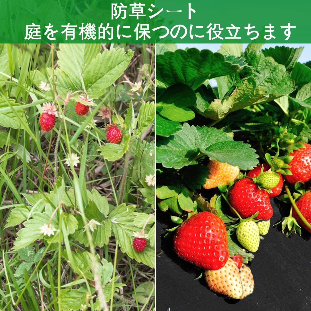 黒 ロールタイプ