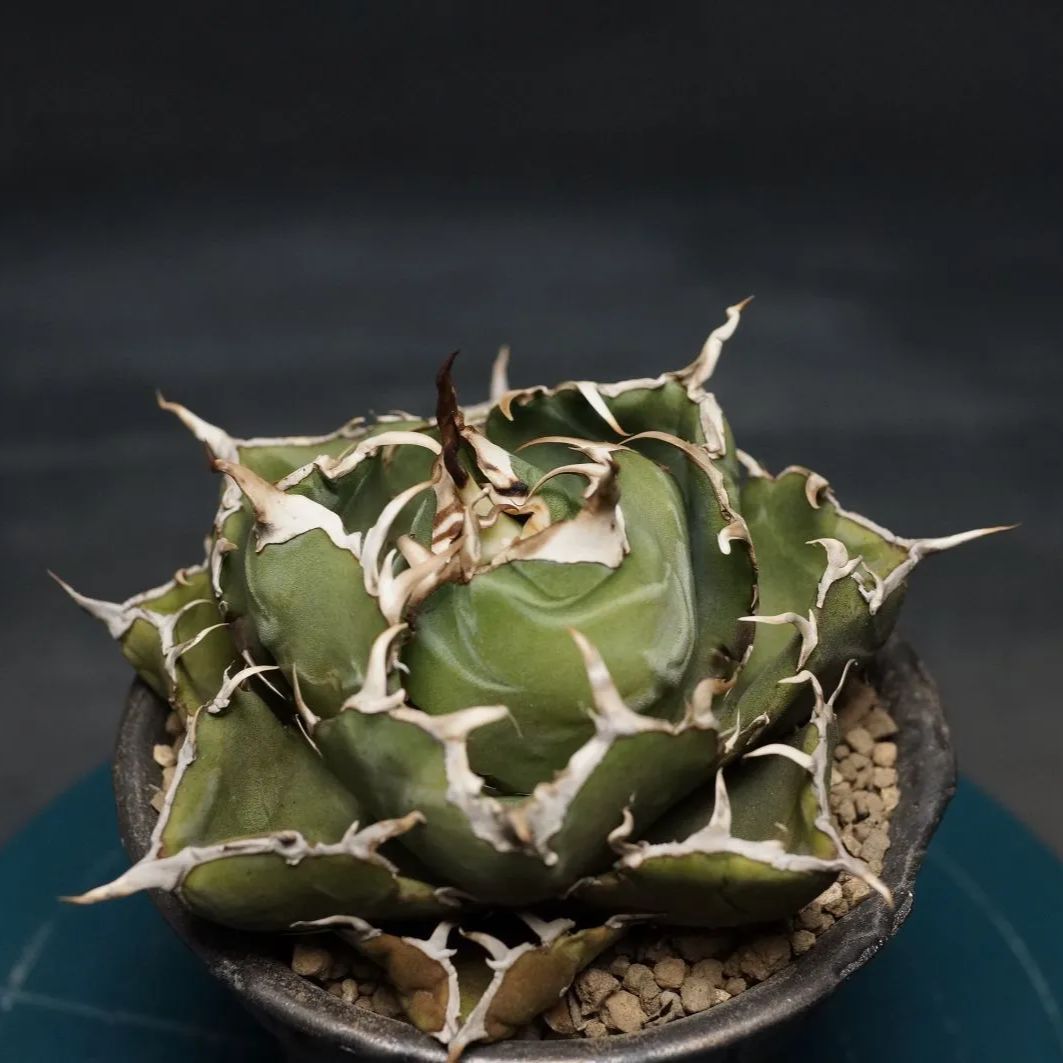 Agave titanota アガベ チタノタ 白鯨 管理2400 YUZUMIYA_COM