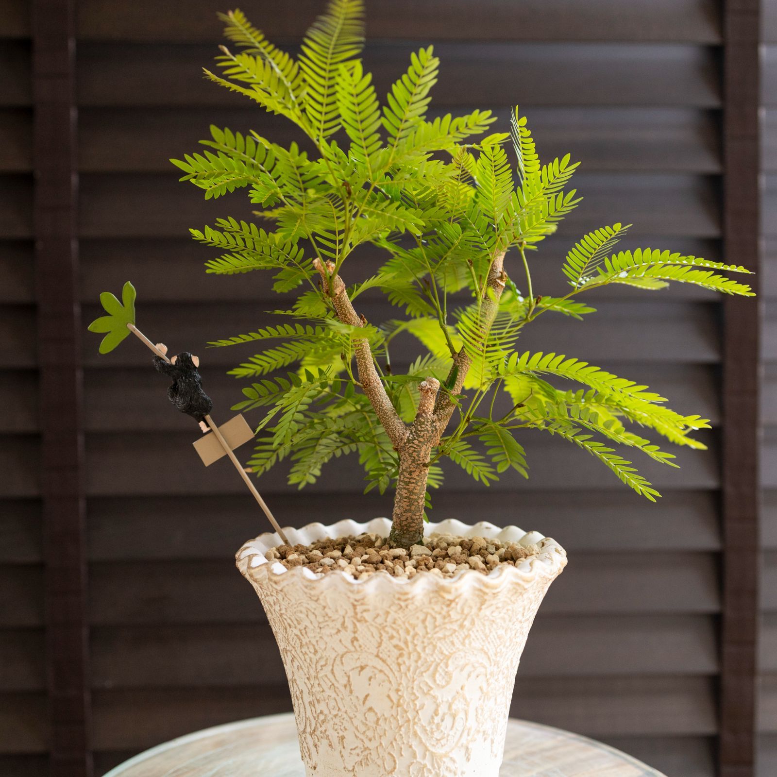 エバーフレッシュ　曲がり　天然苔　盆栽仕立て　陶器鉢　植え込み発送 エバーフレッシュ 曲がり 天然苔 盆栽仕立て 陶器鉢 植え込み発送