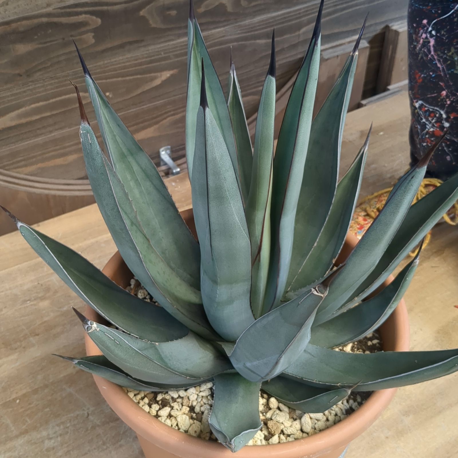 アガベ シャークスキン【 現物 】大株 鉢のまま発送 - メルカリ
