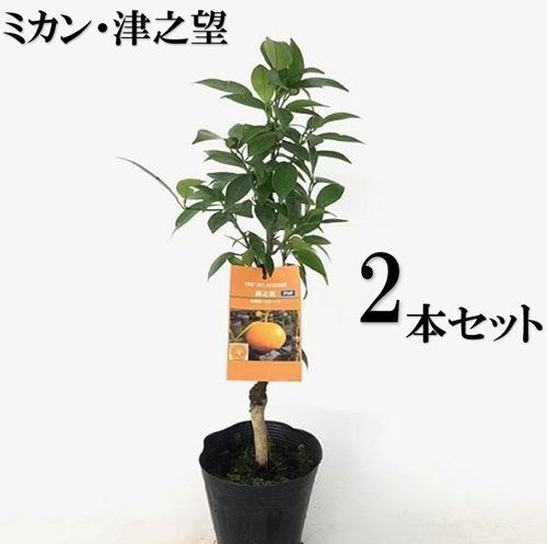2本セット ミカン 津之望樹高0.6m前後15cmポット