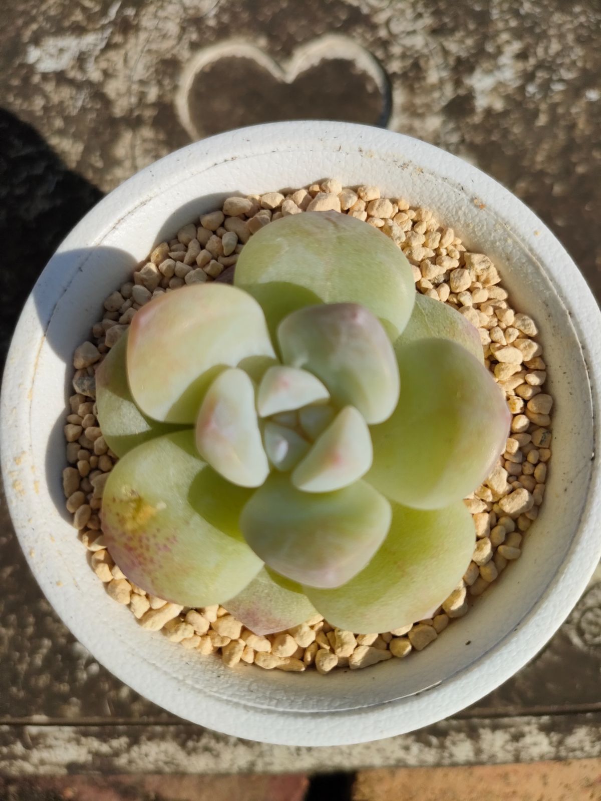 雪魅大福　エケベリア　多肉永遠苗　多肉植物