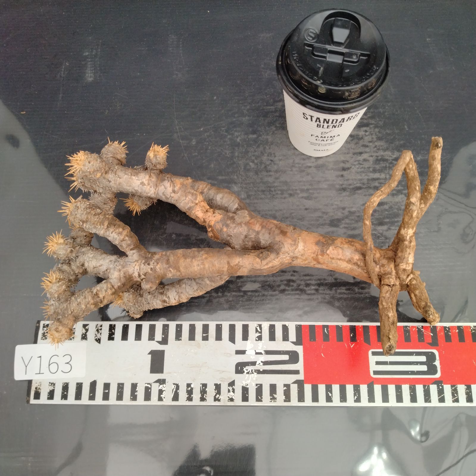 Y163【最新到着】Euphorbia ギラウミニアナ（S）（現地球・抜き苗