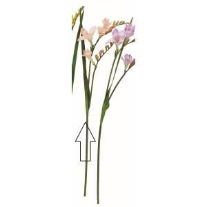 新品・3営業日で発送】ASCA アスカ フリージア (A-35101-014P)