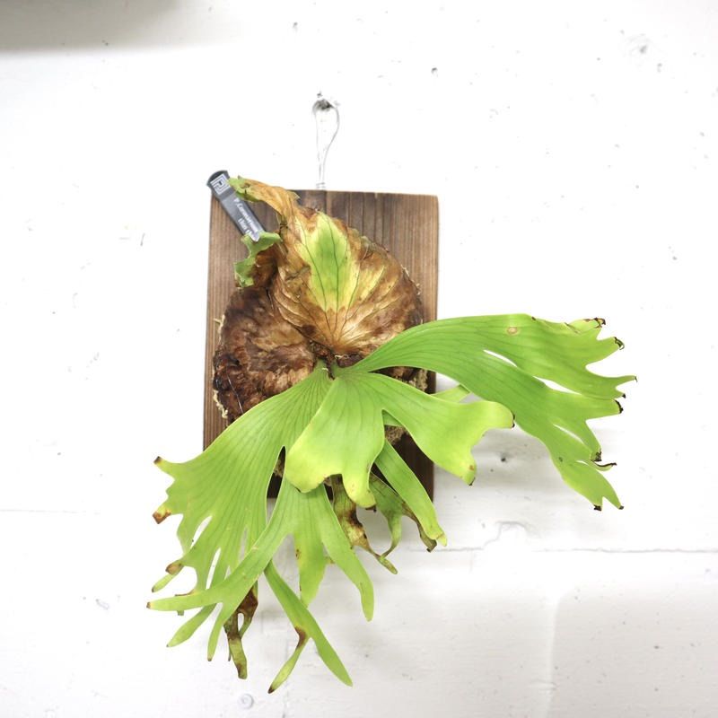 1279 ビカクシダコロナリウムP.coronarium thin thin希少 - メルカリ