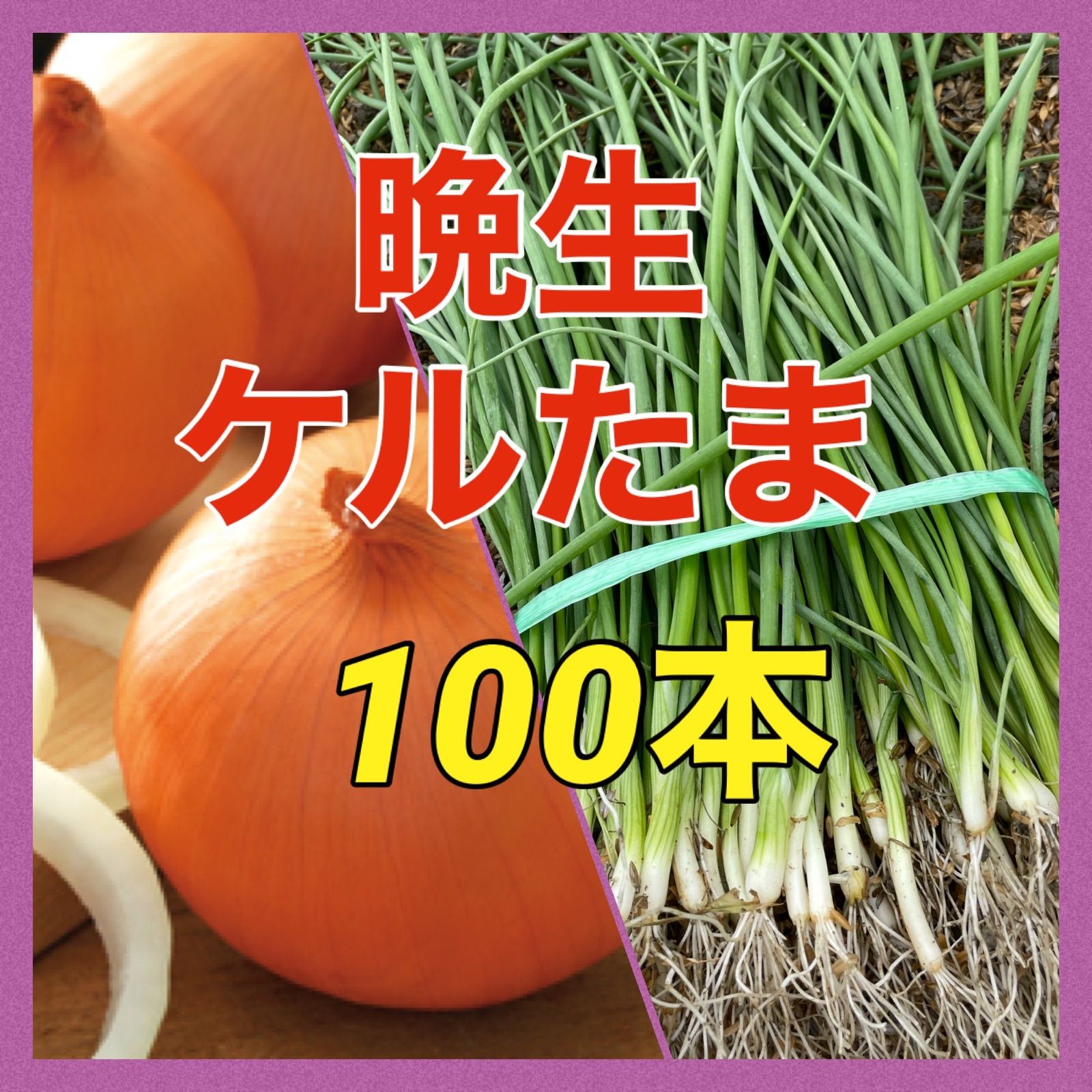 玉ねぎ苗の再販売は11月13日頃から予定しております‼️ ディスカウント