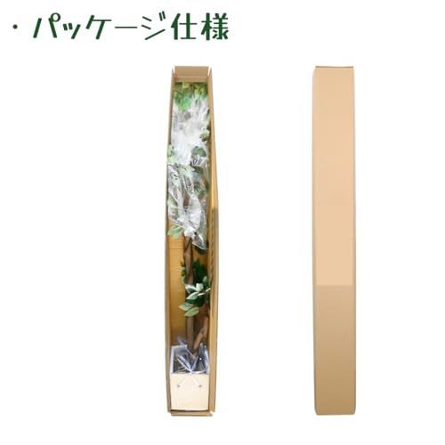 観葉植物