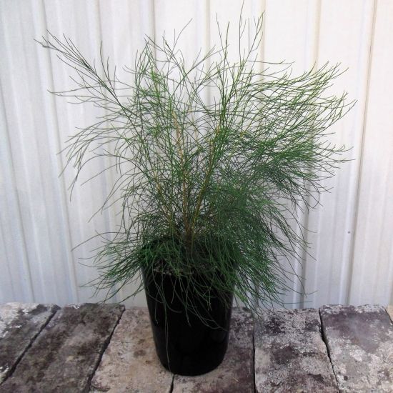 タマモクマオウ　特大 希少 タマモクマオウ 特大