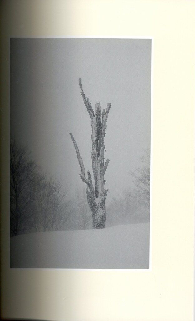 渡辺洋一 雪森 Essence of the Winter Forest 写真集 雪 The Essence of the Winter Forest 森 | 美術・芸術書、写真