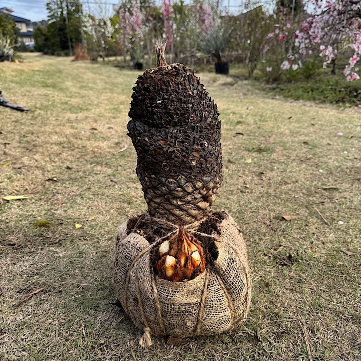 ソテツ　3号ポットつき　24株❗ ソテツ 3号ポットつき 8株セット❗