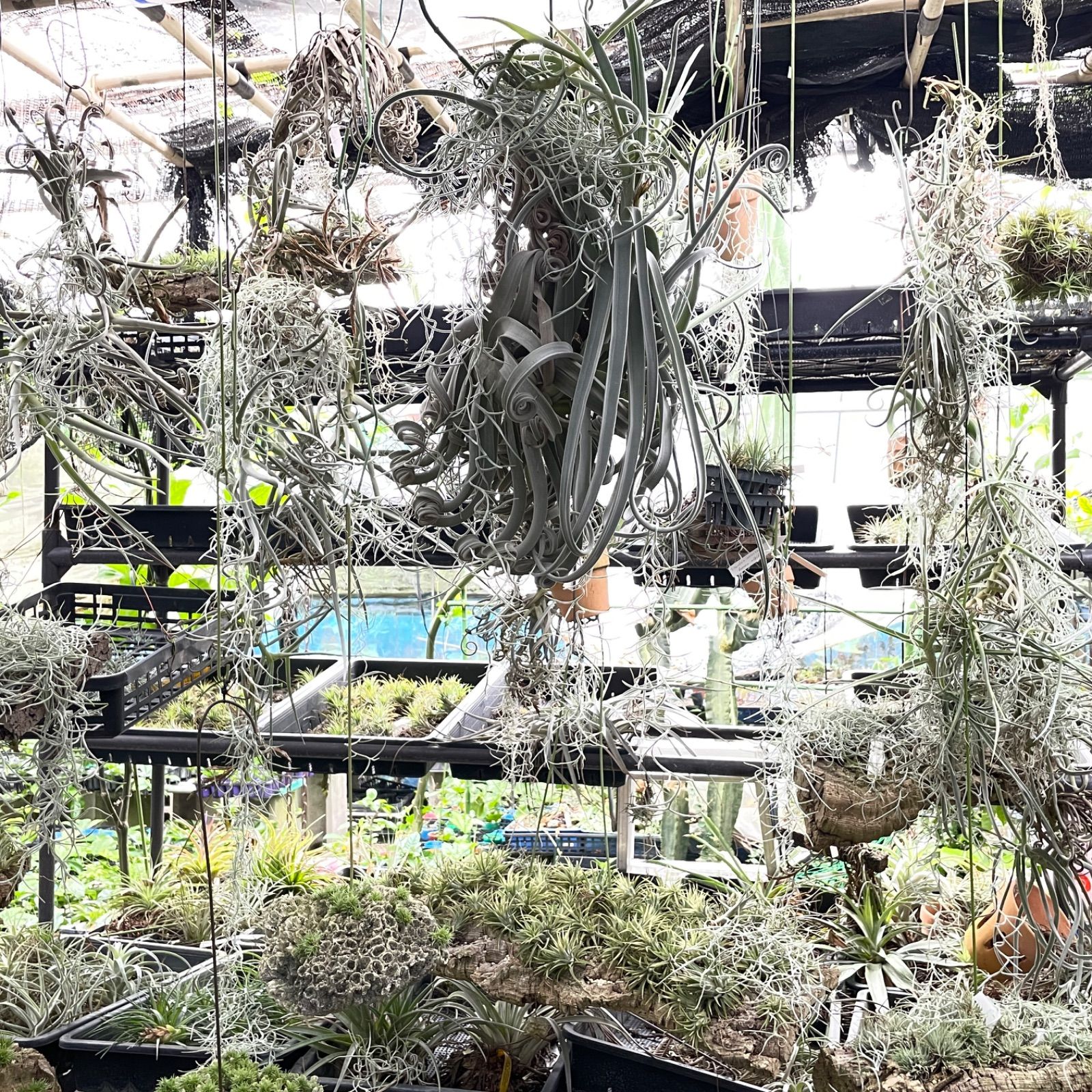 チランジア インターメディア Tillandsia intermedia＊エアプランツ