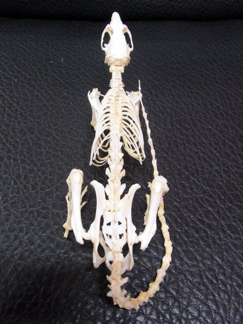 タヌキの骨格標本　頭骨他 タヌキの骨格標本 頭骨他 - メルカリ