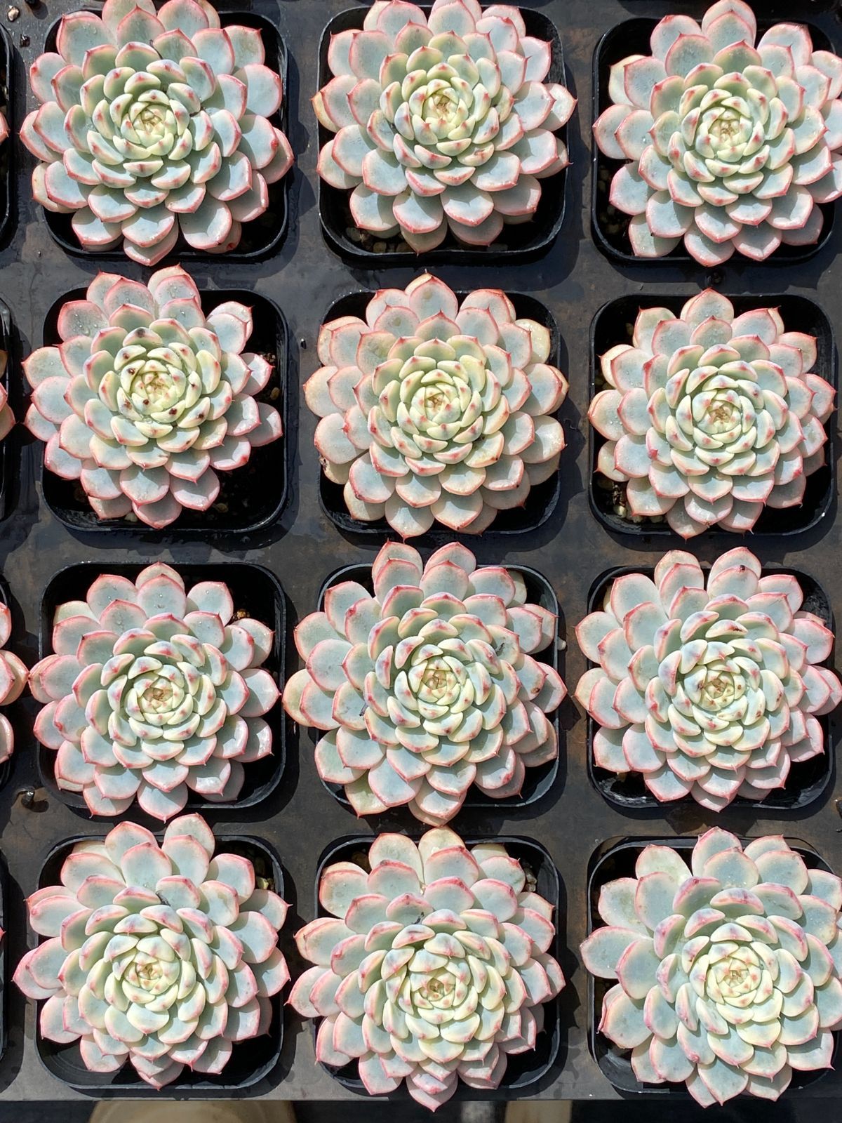 多肉植物 佐川急便発送