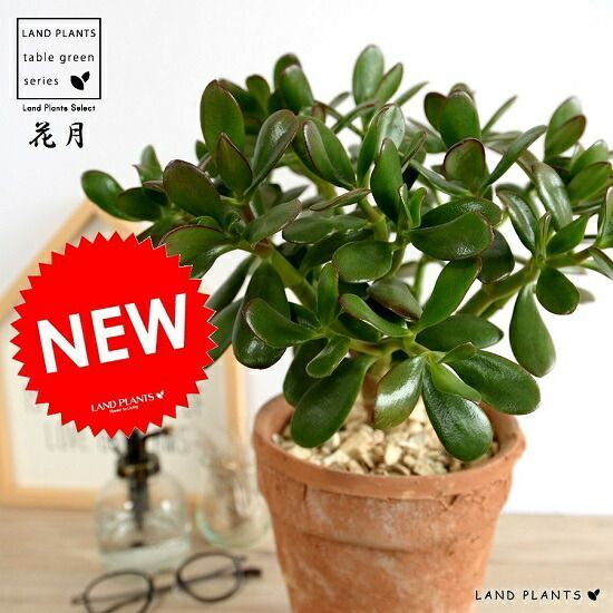 迷彩柄のインテリア植物(⁎ᴗ͈ˬᴗ͈⁎)ラブリーハート プチサイズ 室内