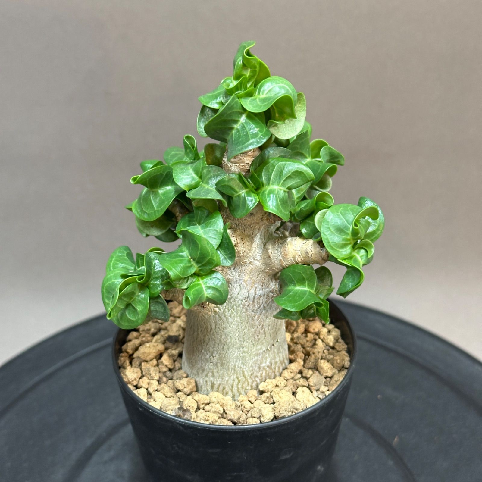 Adenium medusa DHA 獅子葉 巻葉 メデューサ ドーセット植木鉢 【公式