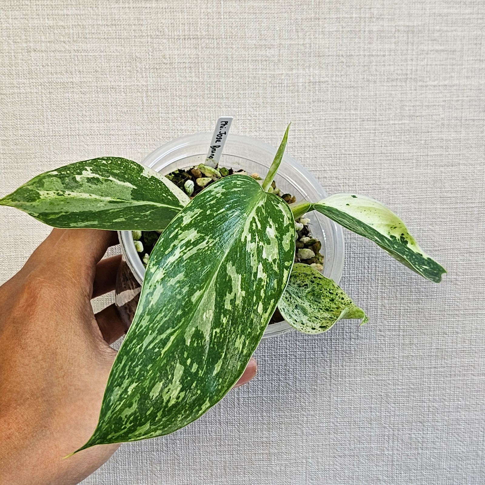 フィロデンドロン ジョセボーノ〕Philodendron Jose Buono 斑入り 観葉植物 - メルカリ