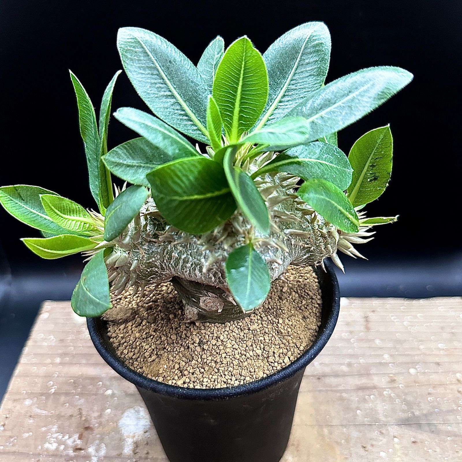 恵比寿笑い　レウコキサンツム(白花‼️)ラメリー接木　値下げ不可 楽天市場】多肉植物 caパキポディウム レウコキサンツム 白花 恵比寿