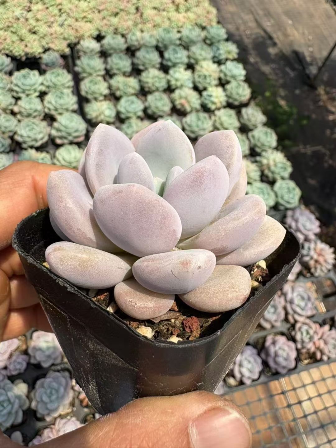 抜き苗 ピンクマン錦 XJB508×50株 ふっくら 多肉植物 エケベリア