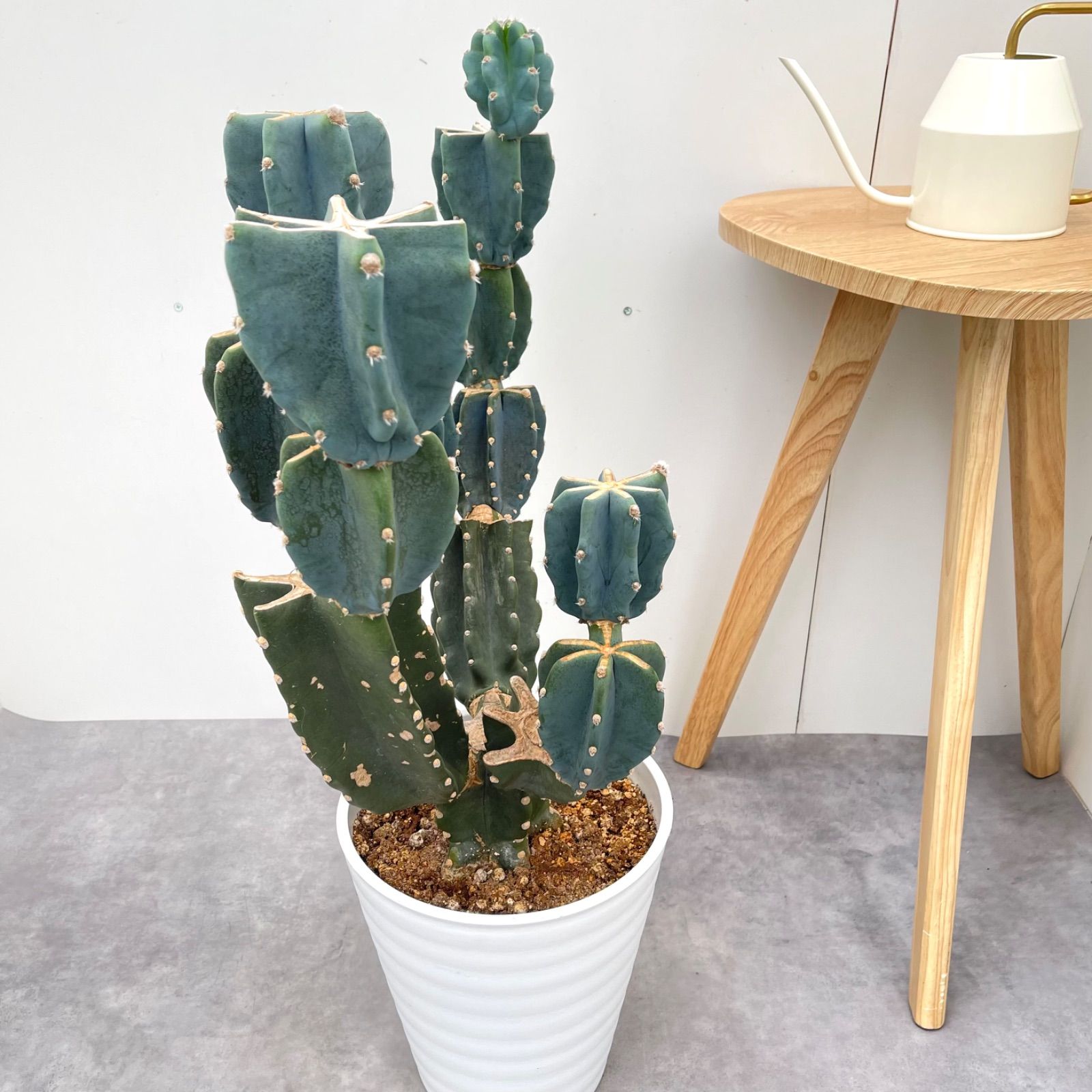 サボテン/挿し木用①【神代柱・斑入り】ハシラサボテン数量限定/自社交配/現品 サボテン/挿し木用④【神代柱・斑入り】ハシラサボテン数量限定/自社