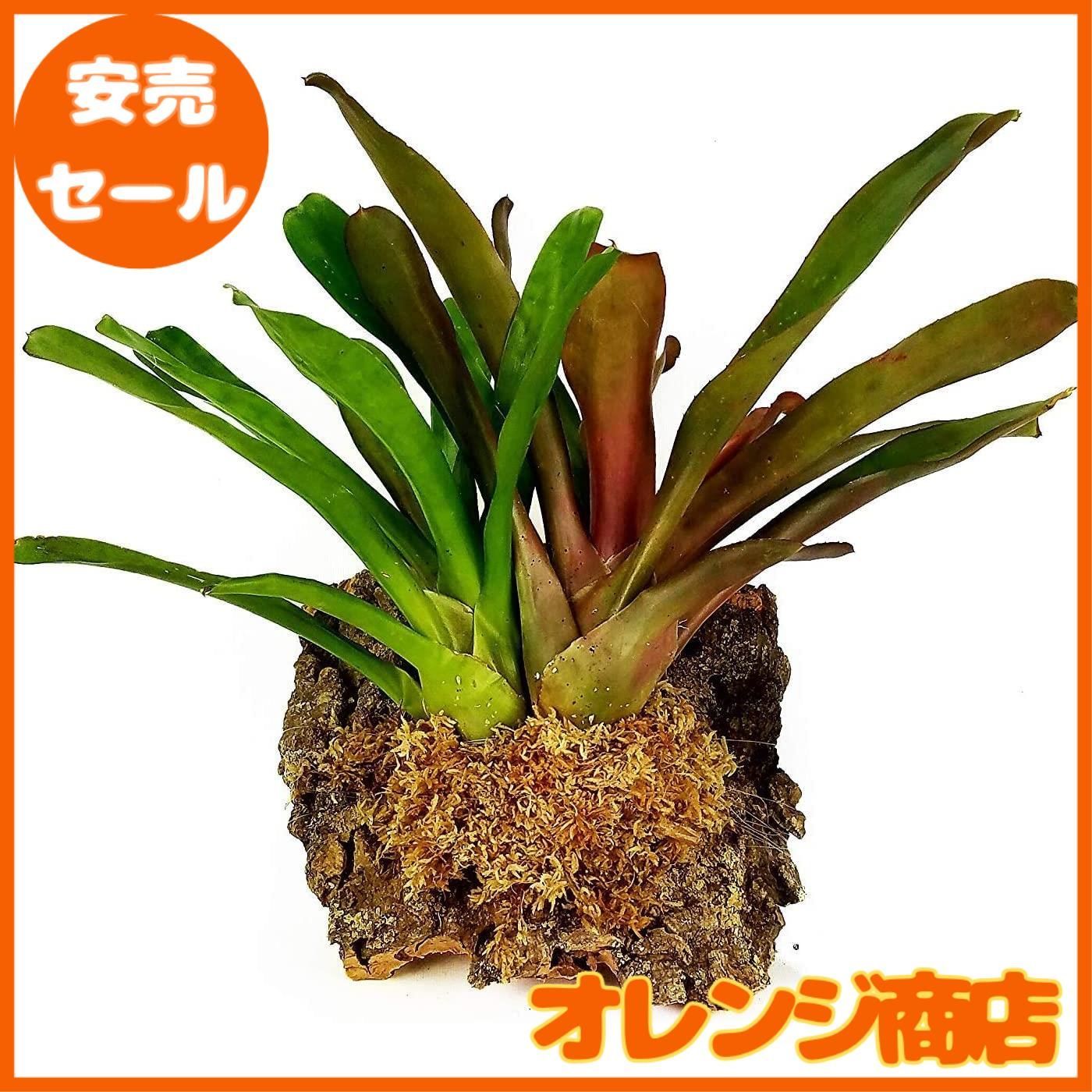 1個＋特製袋】ジャパン蘭土 ニュージー産圧縮水苔ＡＡ 150g - メルカリ