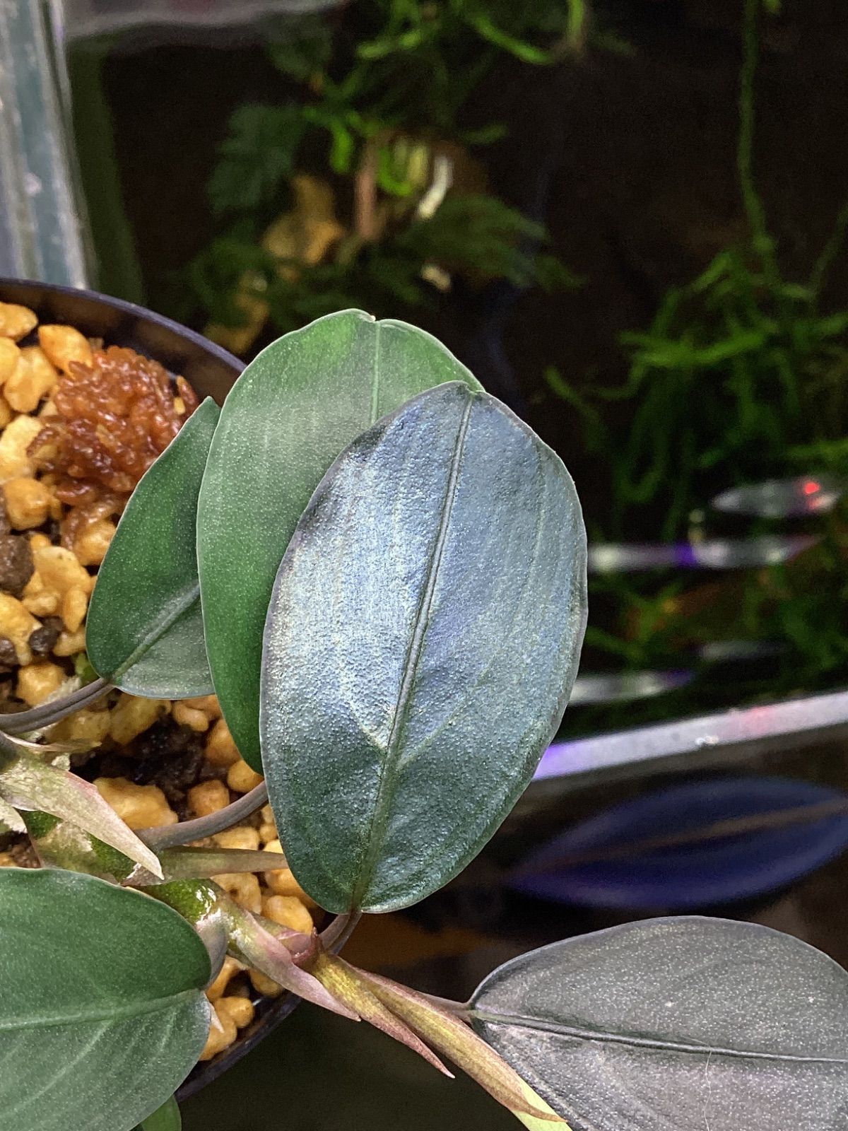ブセファランドラsp.ブルーメロン Bucephalandra sp.Blue melon