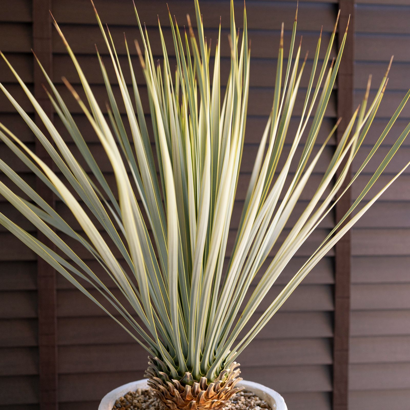 ユッカ ロストラータ Rostrata 8号 陶器鉢 観葉植物 ドライ