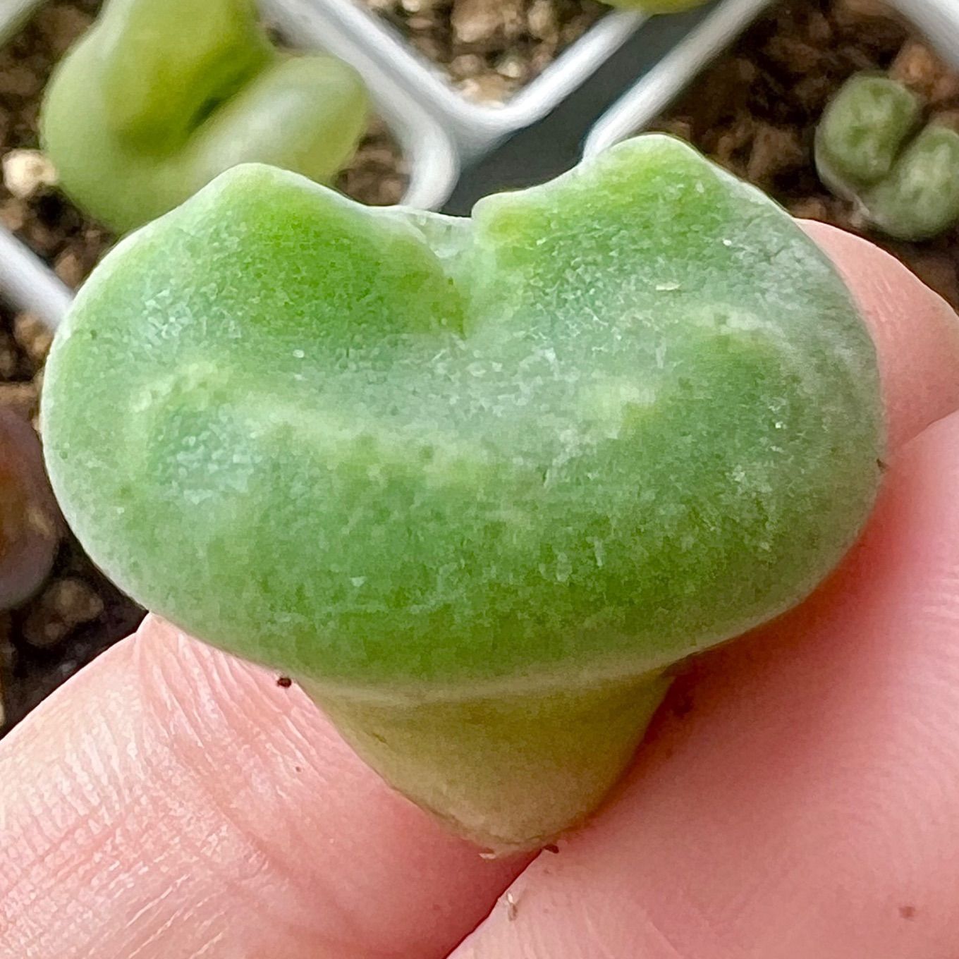 レア コノフィツム セレベルム 1.7cm PVB10043 Conophytum ernstii ssp.cerebellum 多肉植物 メルカリ便  - メルカリ